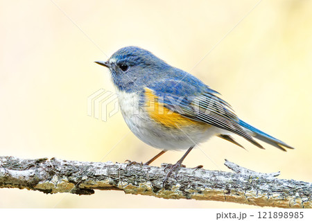 冬になると現れるルリビタキ 冬になると現れるルリビタキ 121898985