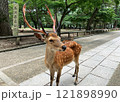 奈良公園の鹿 121898990