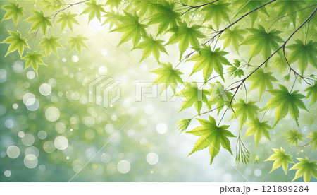 新緑のモミジが輝く爽やかな自然の背景イラスト 新緑のモミジが輝く爽やかな自然の背景イラスト 121899284