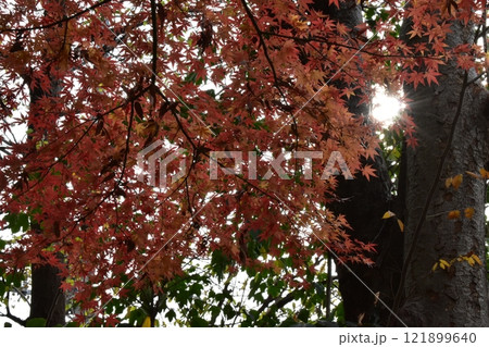 紅葉したもみじ 121899640