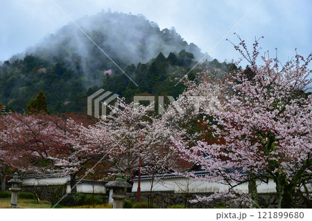 滋賀県大津市坂本 雲に包まれる八王子山と満開の桜 滋賀県大津市坂本 雲に包まれる八王子山と満開の桜 121899680
