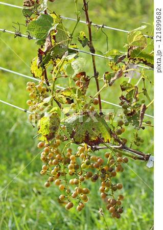 ぶどう畑 ぶどう栽培 醸造用ぶどう ブドウ展示園 北海道産ワイン ぶどう畑 ぶどう栽培 醸造用ぶどう ブドウ展示園 北海道産ワイン 121899682