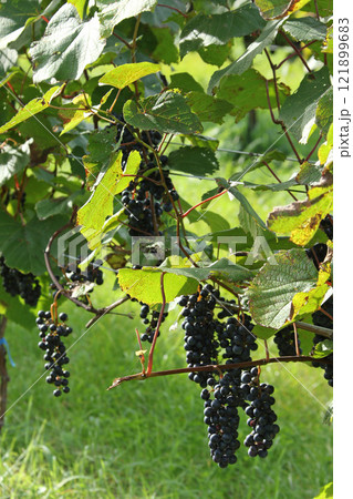 ぶどう畑　ぶどう栽培　醸造用ぶどう　ブドウ展示園　北海道産ワイン 121899683