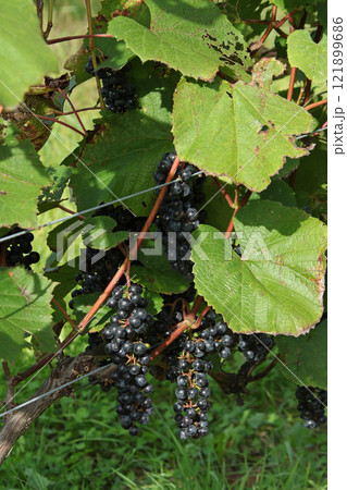 ぶどう畑 ぶどう栽培 醸造用ぶどう ブドウ展示園 北海道産ワイン ぶどう畑 ぶどう栽培 醸造用ぶどう ブドウ展示園 北海道産ワイン 121899686