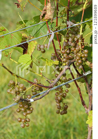 ぶどう畑　ぶどう栽培　醸造用ぶどう　ブドウ展示園　北海道産ワイン 121899689