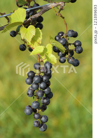 ぶどう畑 ぶどう栽培 醸造用ぶどう ブドウ展示園 北海道産ワイン ぶどう畑 ぶどう栽培 醸造用ぶどう ブドウ展示園 北海道産ワイン 121899693