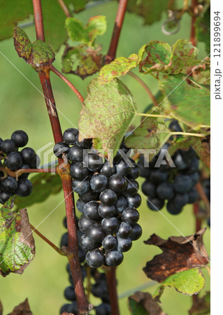 ぶどう畑　ぶどう栽培　醸造用ぶどう　ブドウ展示園　北海道産ワイン 121899694