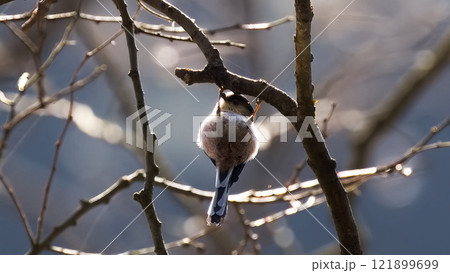 春を告げるエナガ 121899699