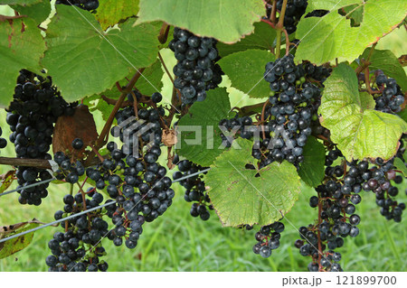 ぶどう畑　ぶどう栽培　醸造用ぶどう　ブドウ展示園　北海道産ワイン 121899700