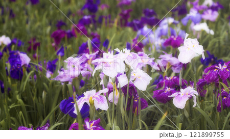 初夏の陽射しを浴びる花菖蒲 121899755