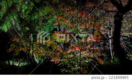 紅葉した葉 121899965