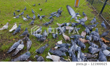 Flock of Pigeons in a park on the grass Flock of Pigeons in a park on the grass 121900025