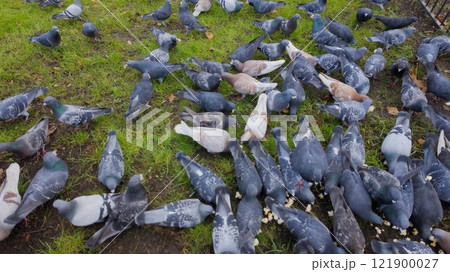 Flock of Pigeons in a park on the grass Flock of Pigeons in a park on the grass 121900027