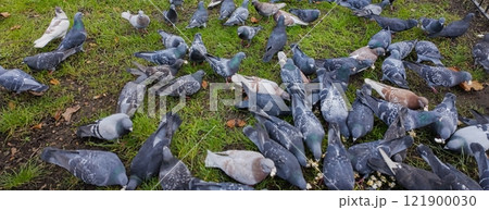 Flock of Pigeons in a park on the grass 121900030
