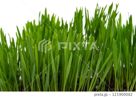 green grass isolated 121900082