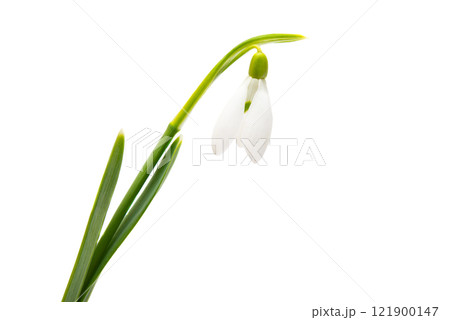 snowdrop isolated 121900147