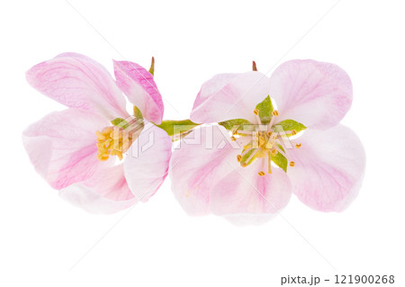 apple blossom isolated 121900268