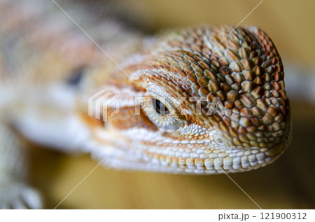 Close up of bearded dragon with customizable space for text. Lizard concept and copy space Close up of bearded dragon with customizable space for text. Lizard concept and copy space 121900312