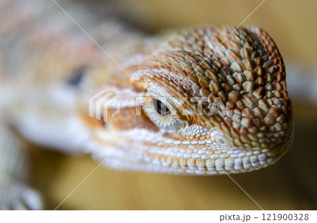 Side view of a close up of bearded dragon head on wooden background. 121900328