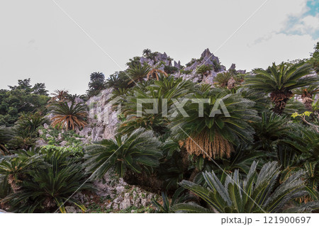 沖縄　大石林山の石灰岩とソテツ 121900697