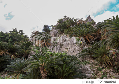 沖縄　大石林山の石灰岩 121900698