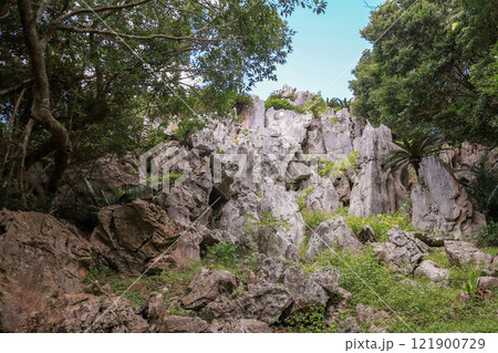 沖縄　大石林山の石灰岩 121900729