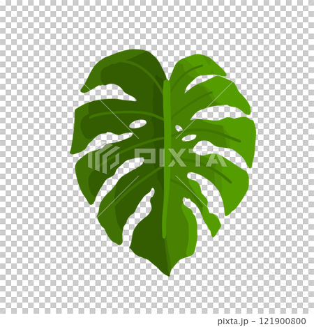 fresh green leaf 121900800