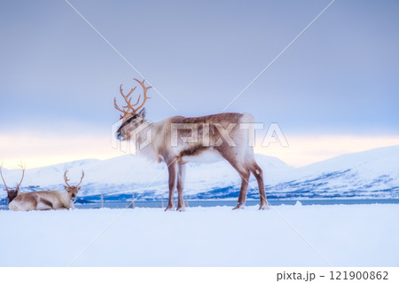 Reindeer in Scandinavia. Wild animals in nature. Domestic animals on the farm.  121900862