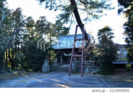 群馬県明和町川俣の栗嶋神社 御神木の大黒マツ 群馬県明和町川俣の栗嶋神社 御神木の大黒マツ 121900892