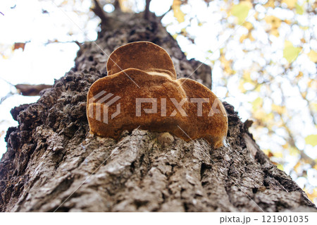 fungus is a parasite growing on a tree. false tinder fungus on a tree trunk. photo with shallow depth of field. Tinder fungus view from below 121901035