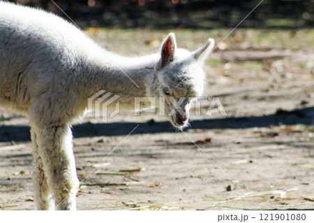 Alpaca Vicugna pacos white baby animal Alpaca Vicugna pacos white baby animal 121901080