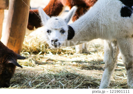 Alpaca Vicugna pacos white baby animal Alpaca Vicugna pacos white baby animal 121901111