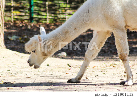 Alpaca Vicugna pacos white wool animal Alpaca Vicugna pacos white wool animal 121901112