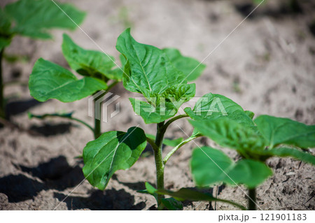 Sunflower plant in the garden. Seedlings are grow in the ground in a vegetable garden A row of seedlings. Agriculture, Eco farm Sunflower plant in the garden. Seedlings are grow in the ground in a vegetable garden A row of seedlings. Agriculture, Eco farm 121901183