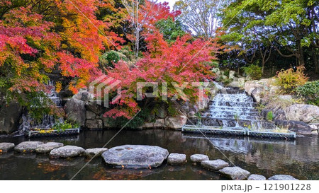 大阪府営富田林の錦織公園の滝と紅葉 121901228