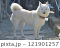 屋外で逆光で毛並みが光り目が合う白い柴犬 121901257