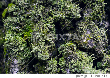 Fungus parasite on tree. Mold and moss on tree bark. Old birch. Birch bark close-up. 121901413