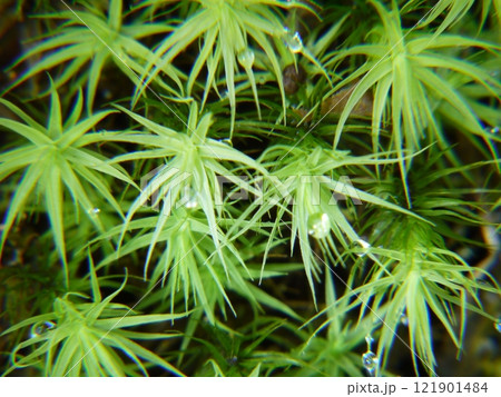 タマゴケ（クローズアップ） 121901484