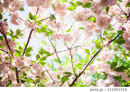 Sakura background. Blooming pink flowers of tree buds blue sky. Beautiful delicate spring flower aesthetic 121901559