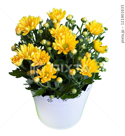 Bouquet of yellow chrysanthemums isolated on white background. Chrysanthemum flower in a vase Bouquet of yellow chrysanthemums isolated on white background. Chrysanthemum flower in a vase 121901635