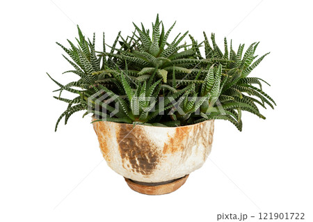 Haworthia plant in a pot isolated on white background. Miniature dwarf herbaceous succulent. Home indoor green flower cactus. Many bushes and shoots in one bowl. Haworthia isolate 121901722