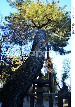 群馬県明和町川俣の栗嶋神社　御神木の大黒マツ 121901799