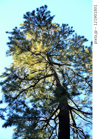 群馬県明和町川俣の栗嶋神社 御神木の大黒マツ 群馬県明和町川俣の栗嶋神社 御神木の大黒マツ 121901801