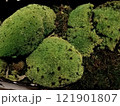 苔玉 121901807