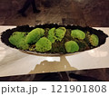 苔玉 121901808
