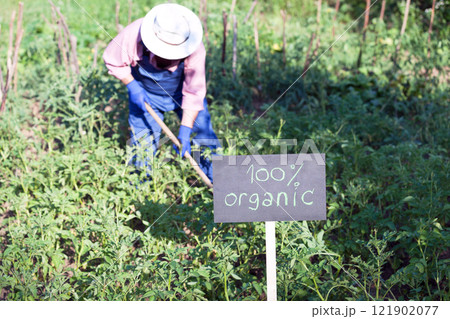 Farmer working in the organic vegetable garden Farmer working in the organic vegetable garden 121902077