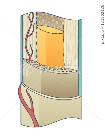 Bone structure. Biology educational poster design. Scheme of human bone anatomy. Flat vector illustration isolated on white background Bone structure. Biology educational poster design. Scheme of human bone anatomy. Flat vector illustration isolated on white background 121902126