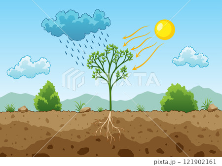 Photosynthesis process. Tree produce oxygen using rain and sun. Diagram showing process of photosynthesis in plant. Colorful biology scheme for education in flat style Photosynthesis process. Tree produce oxygen using rain and sun. Diagram showing process of photosynthesis in plant. Colorful biology scheme for education in flat style 121902161