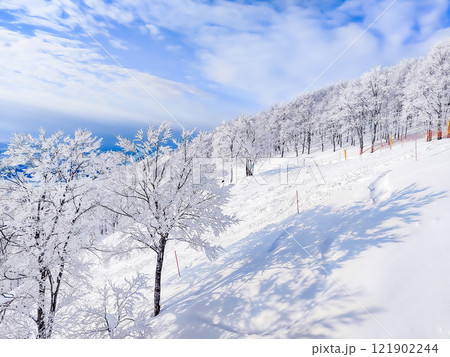 雪に覆われた冬木立 雪に覆われた冬木立 121902244