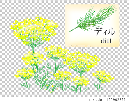 蒔蘿的插圖 121902251